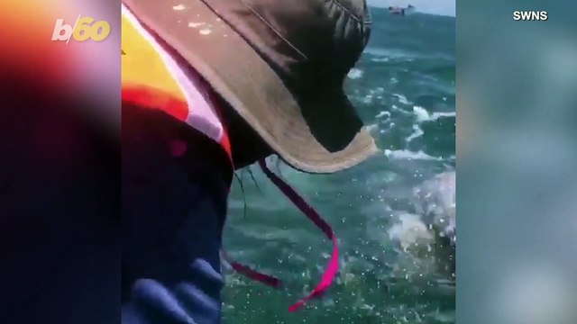 An Inquisitive Whale Calf Swam up to a Boat to Say 'Hello'