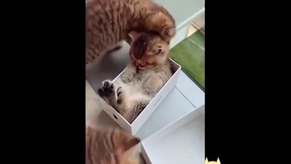 CUTE Kittens Will Warm Your Heart Funny Cats