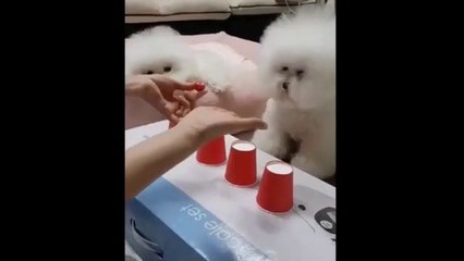 CUTE Cats play Cups and ball guessing game Funny Dogs_Video)