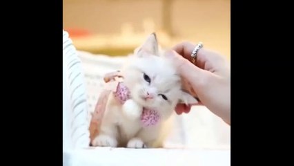 So many Cute Kittens  Compilation