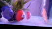 Amazing Red Melon & Blue Diamond Discus || Red Melon Discus fish