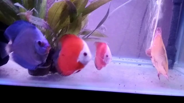 Amazing Red Melon & Blue Diamond Discus || Red Melon Discus fish