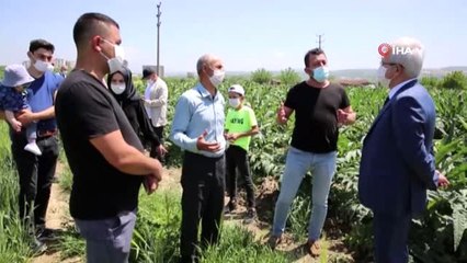 Bursa'da enginarın tarlada kalmaması için çalışma başlatıldı