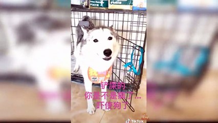 Funny Dog Cake Reaction Compilation 5