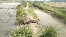 शारदा नहर के माइनर में खांदी लगने से घरों में घुसा पानी