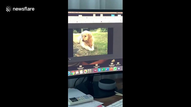 Dog remembers best friend who died three years ago in car accident