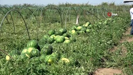 Adana'da karpuzda hasat coşkusu