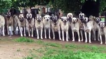 SiVAS KANGAL KOPEKLERi ORDUSU - KANGAL SHEPHERD DOGS  MiLLiTARY