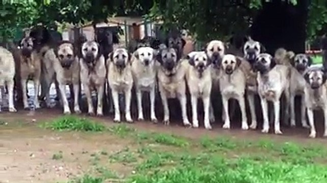 SiVAS KANGAL KOPEKLERi ORDUSU - KANGAL SHEPHERD DOGS MiLLiTARY