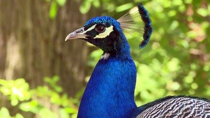 A Paris, la longue attente pour la réouverture des parcs et jardins