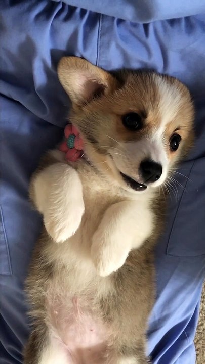 Settling a Cute Corgi After a Sneeze