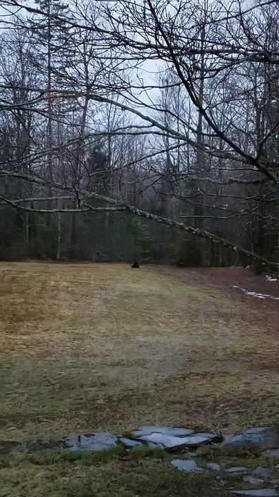 Bear Plays Some Backyard Soccer