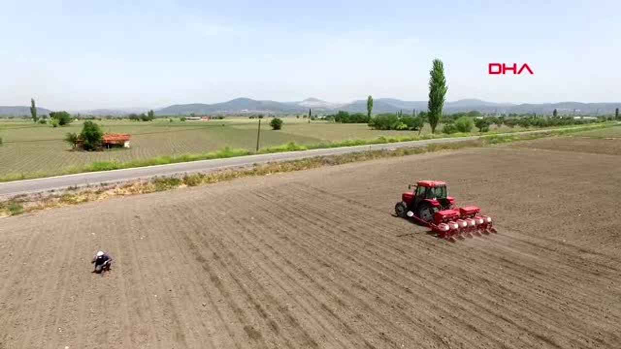 MANİSA Tadıyla dünyaya ün salan Kırkağaç kavunu toprakla buluştu