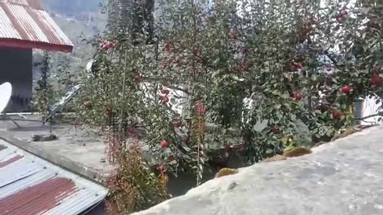 Apple Tree। Many many apples in a tree। Surprised।Nice view। How many apples in a tree?