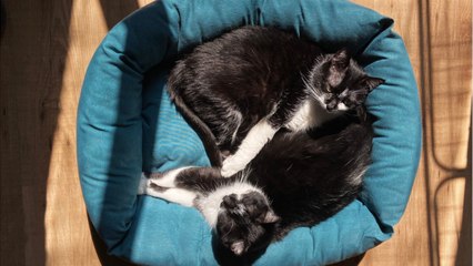 Research Suggests Cats May Be Hosts Of COVID-19