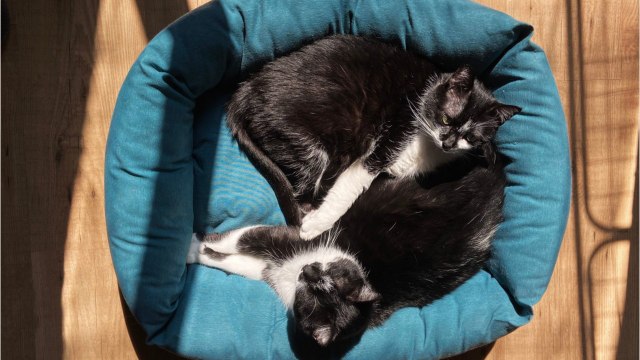 Research Suggests Cats May Be Hosts Of COVID-19