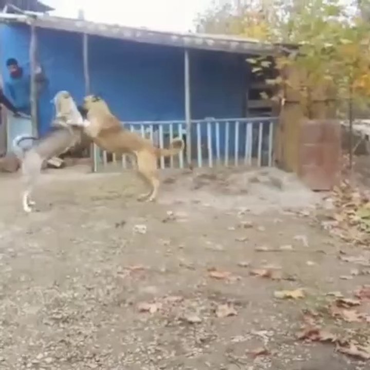 iRAN COBAN KOPEGi ve ANADOLU COBAN KOPEGi - PERSiAN SHEPHERD DOG and ANATOLiAN SHEPHERD DOG