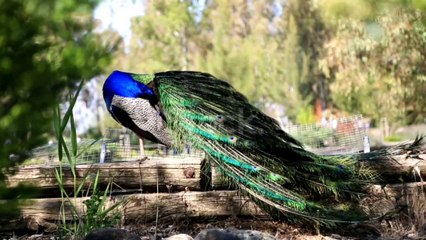Dancing peacock ...