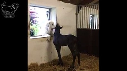 COBAN KOPEGi ve AT YAVRUSU TAY DOSTLUGU - SHEPHERD DOG and TOY COLT