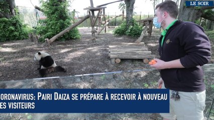 Coronavirus: Pairi Daiza se prépare à recevoir à nouveau des visiteurs