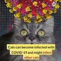 COVID-19: Cats without symptoms can spread coronavirus to other cats, new study