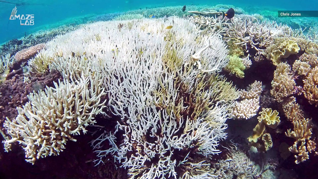 Scientists Create 'Heat Resistant' Coral to Fend Off Bleaching