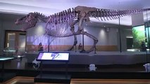 It Turns Out T. Rex Was A Champion Walker