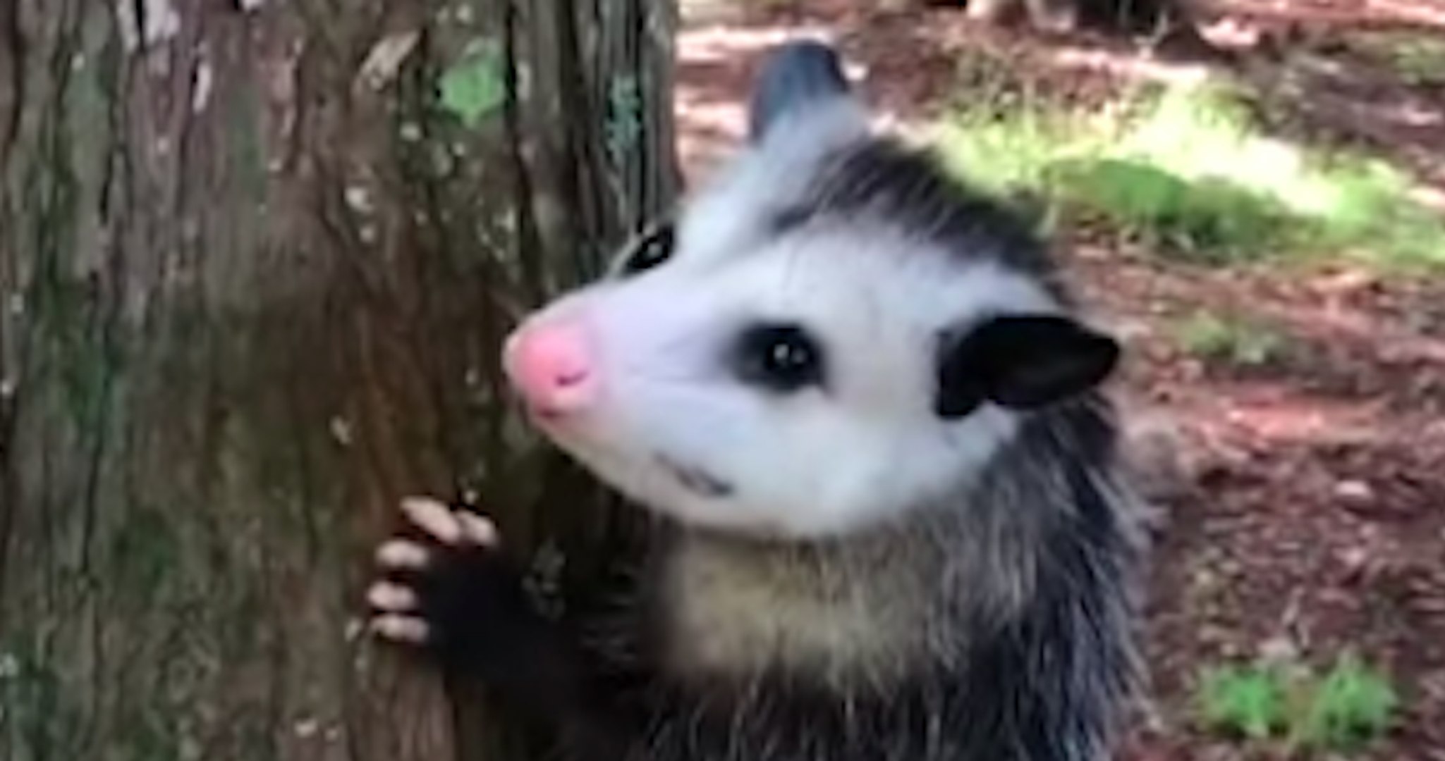 Dans cette vidéo, familiarisez-vous avec les opossums !