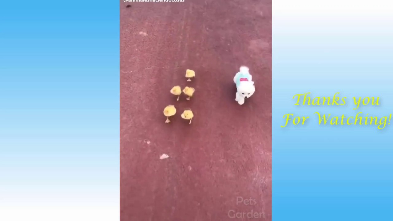 cutest cute