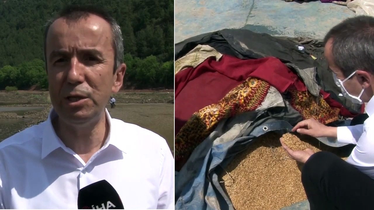 Çiftçilerin Meşakkatli "Çeltik" Ekimi Başladı