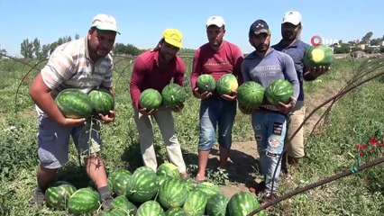 Adana'da Karpuzda Hasat Coşkusu