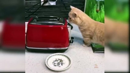 Baby Cats - Cute and Funny Cat Videos Compilation #33 - Aww Animals