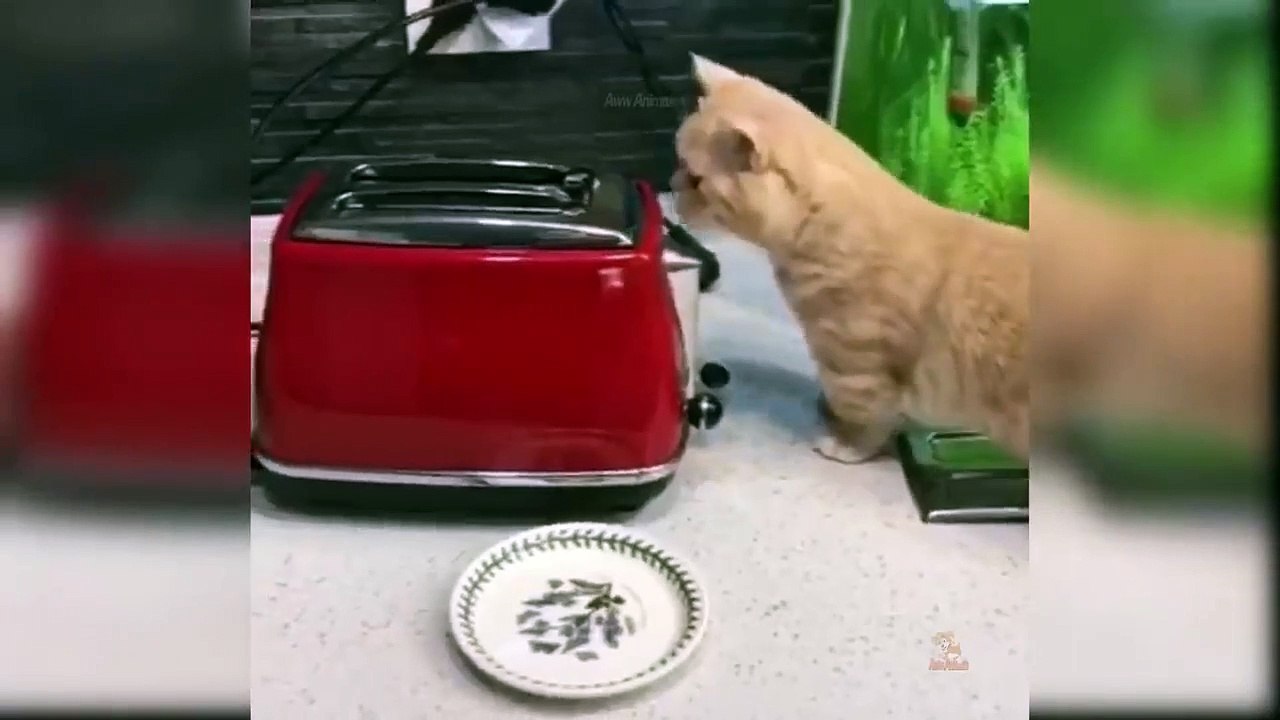 Baby Cats - Cute and Funny Cat Videos Compilation #33 - Aww Animals
