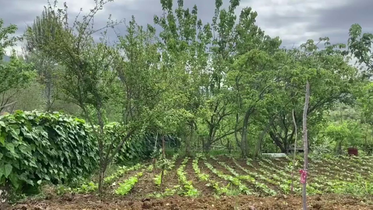 Lidhën një nga anëtarët e familjes/ Pamje nga shtëpia ku ndodhi grabitja në Zall-Herr