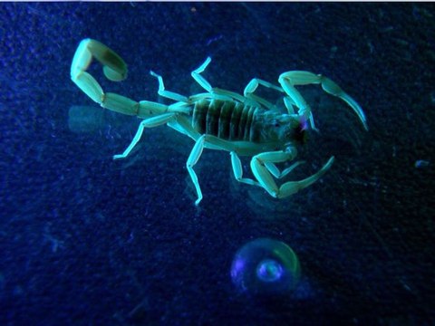 STINGS! 7 things to keep you safe during scorpion season - ABC15 Digital