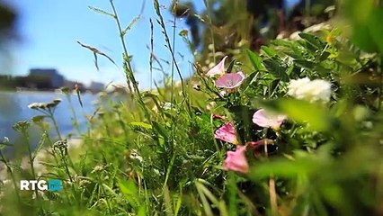 059 Острова Петербурга. Каменный, Крестовский, Елагин