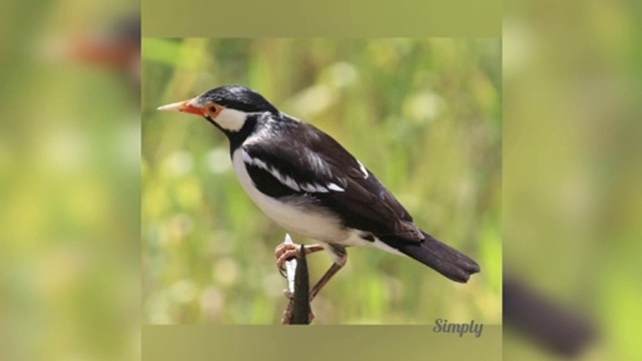 Different types of birds ।। Nature ।। birds life