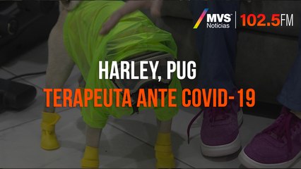 Harley, pug terapeuta ante COVID-19