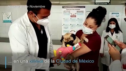 Harley, el perro que da apoyo emocional a médicos mexicanos