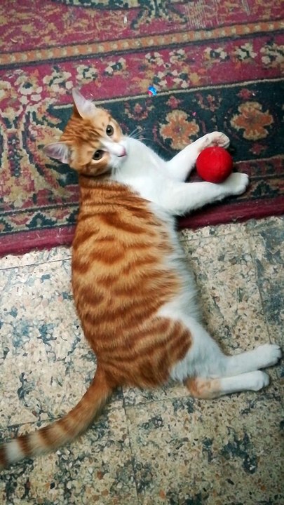 Kitty Won't Let His Vollyball