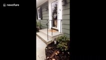 'Too excited!' Dog in New Jersey jumps for joy and accidentally hits itself against the glass door