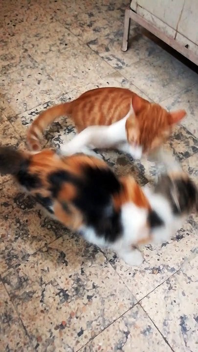 Strong Mummy & Son Fight