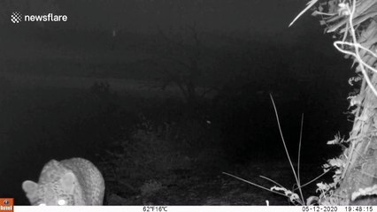 Chilling moment migrant family in India unwittingly follows leopard's trail