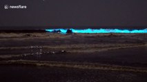 'I felt like I was in ‘Avatar’!' Incredible moment bioluminescent waves wow Venice Beach surfers