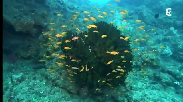 France 5 : Plongée parmi les requins tigres, 2 B.A : 21-11-2008