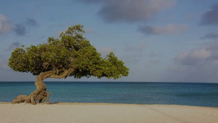 Aruba Is the First Destination to Offer Flexible Guarantee on Weddings and Honeymoon Trips