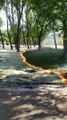 Mesmerizing Poplar Fluff Fire Sweeps Through Park