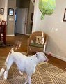 Boxer Is Bamboozled By The Puppy Pinata