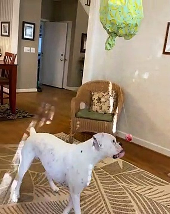 Boxer Is Bamboozled By The Puppy Pinata