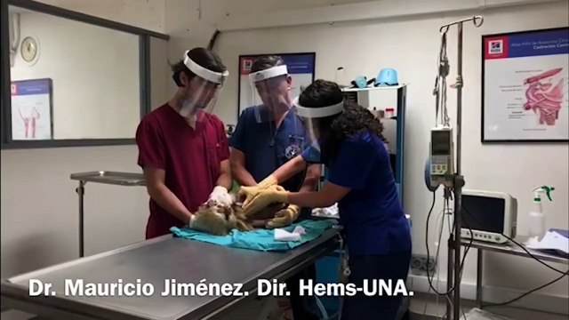tn7-Médicos veterinarios de la UNA salvan la vida de osa perezosa atacada por perros-140520